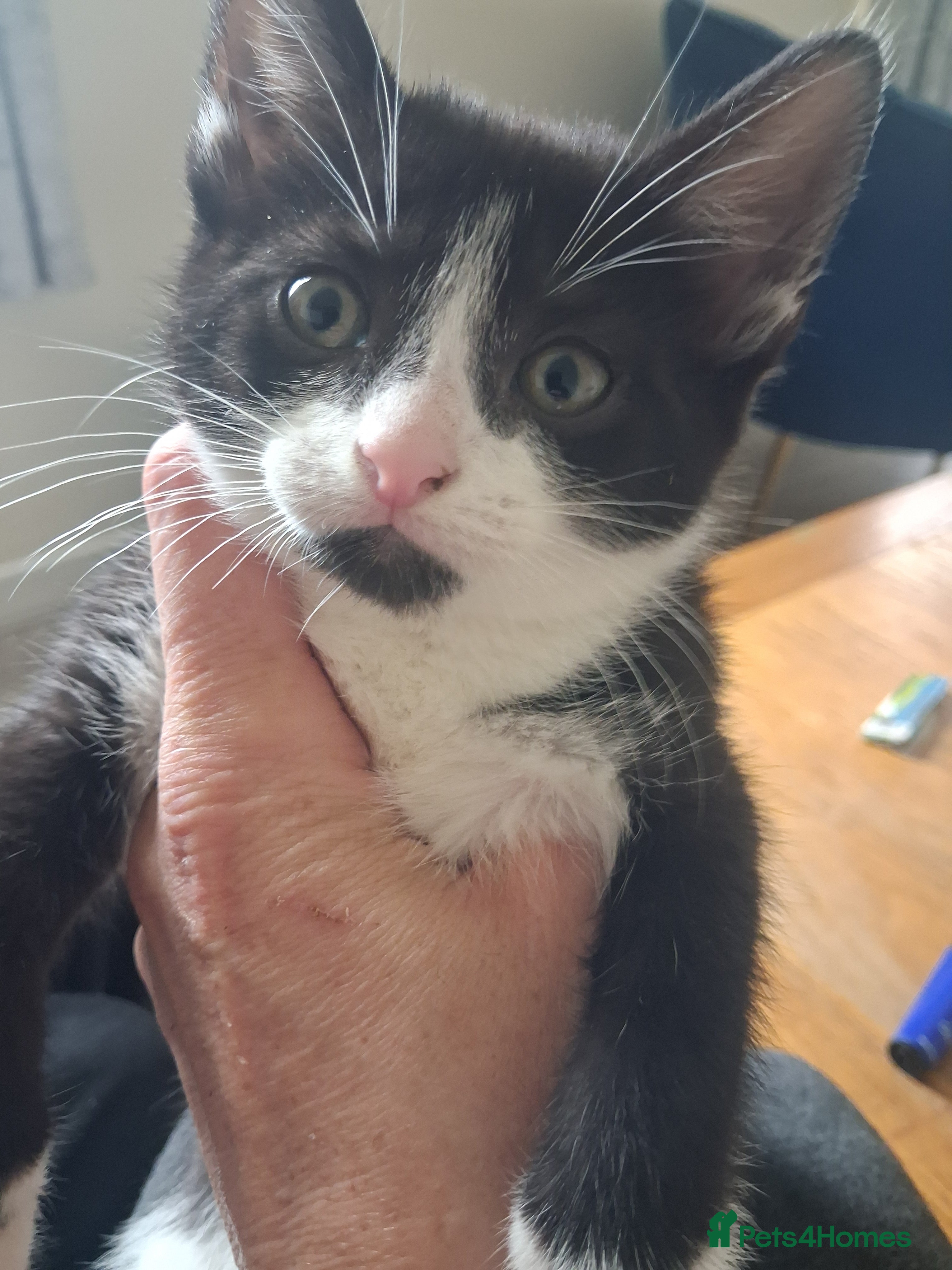 Mixed Breed cats Beautiful mixed kittens  - Advert 2