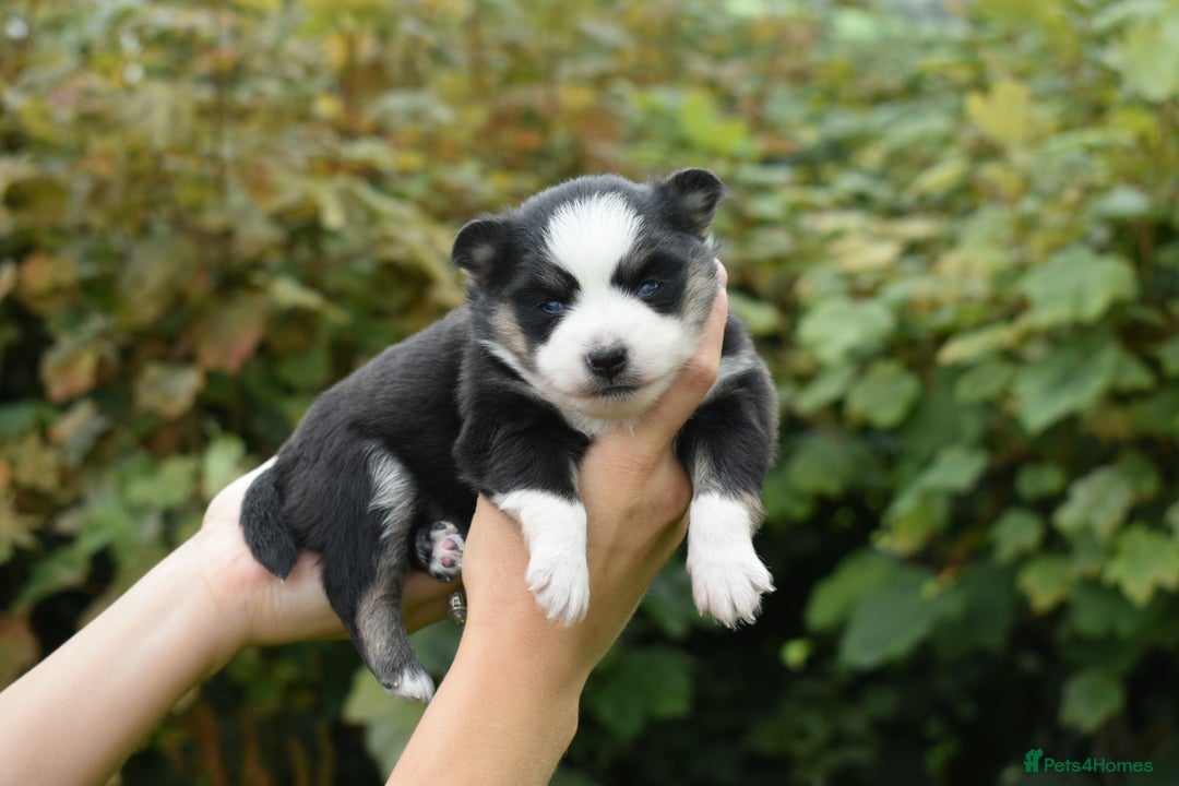 Pomsky dogs for sale: Merle Genuine Toy Size  Pomsky Puppies - Image 23