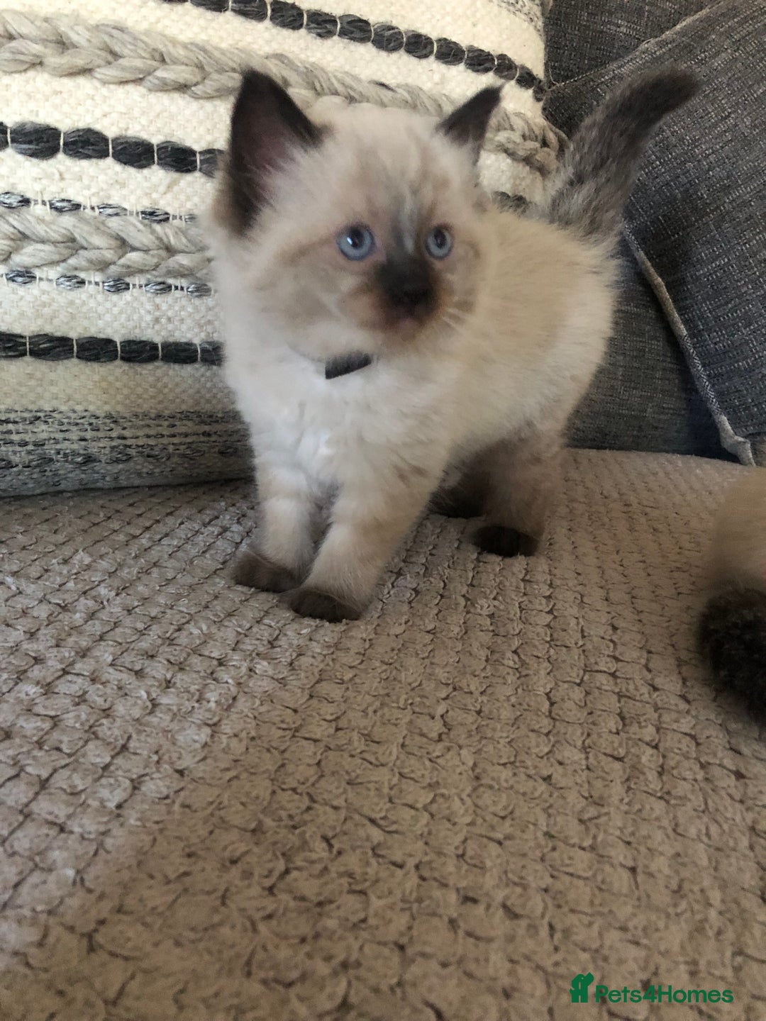 Ragdoll cats for sale: Beautiful Ragdoll kitties - Advert 3