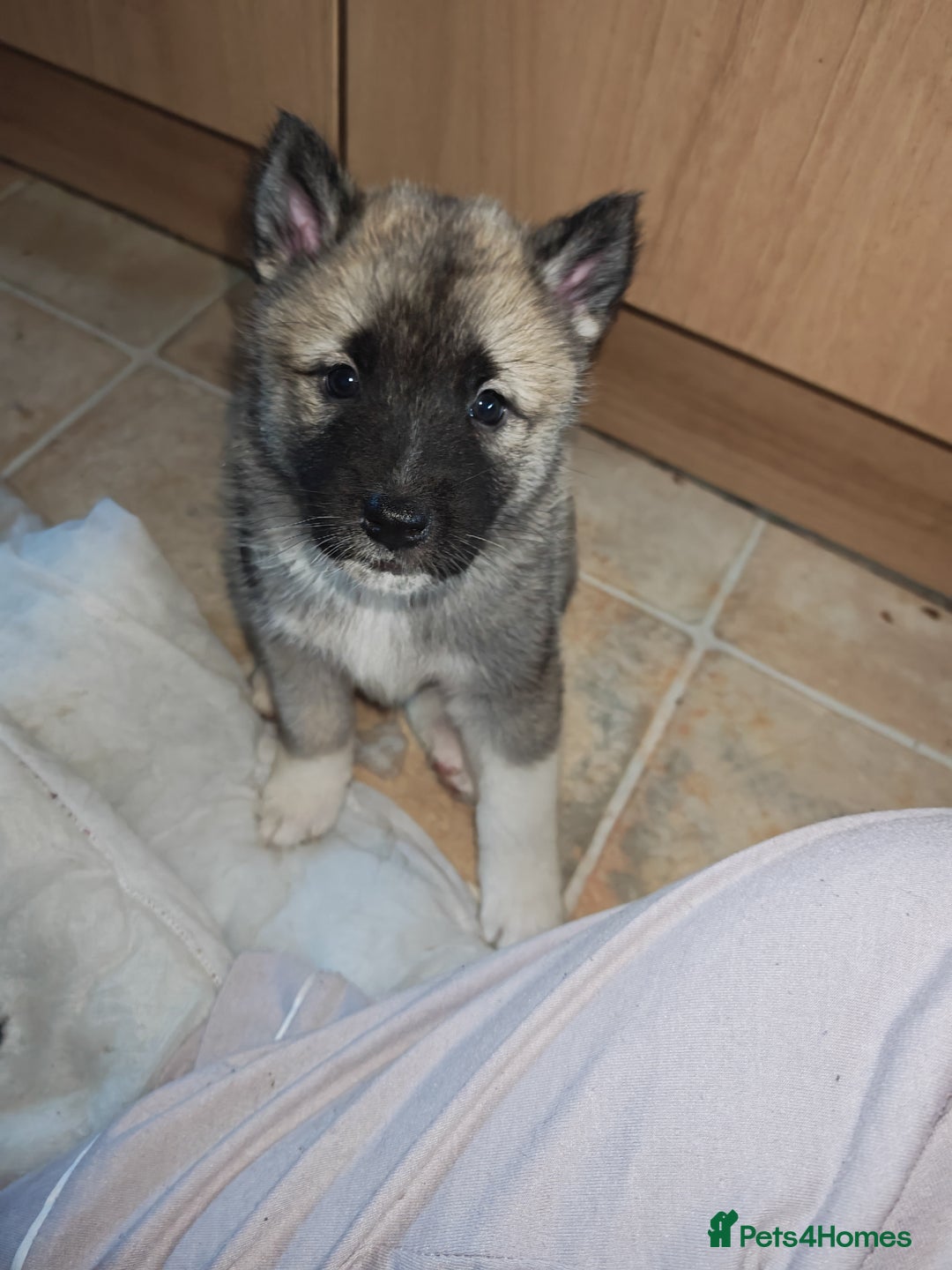 Akita dogs for sale: Akita puppys ready now  - Advert 16