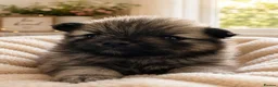 Pomchi dogs for sale: Teddy bear Pomchi puppies  - Advert 3