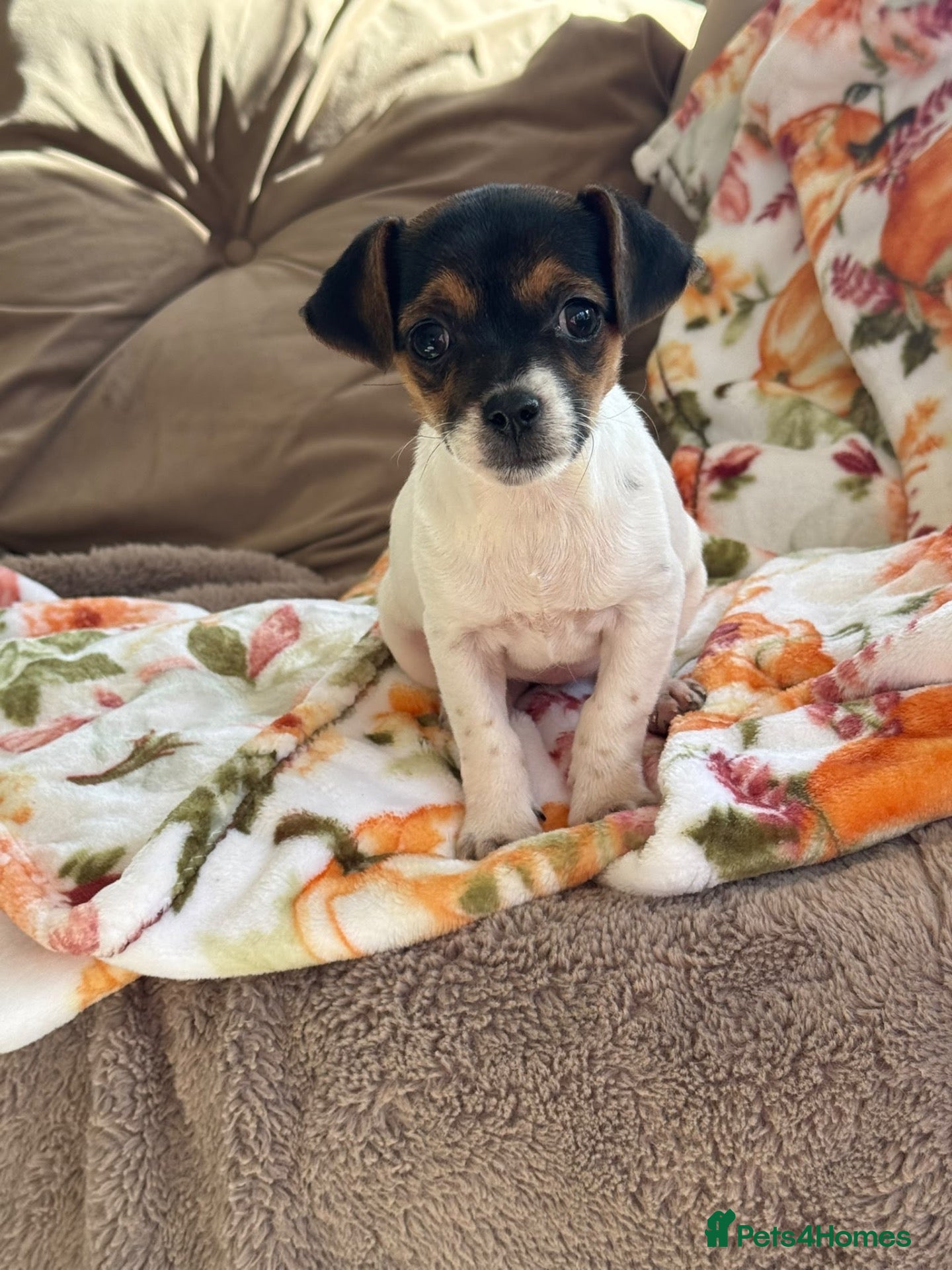 Jack Russell dogs Jack Russel Girl puppy  - Advert 17