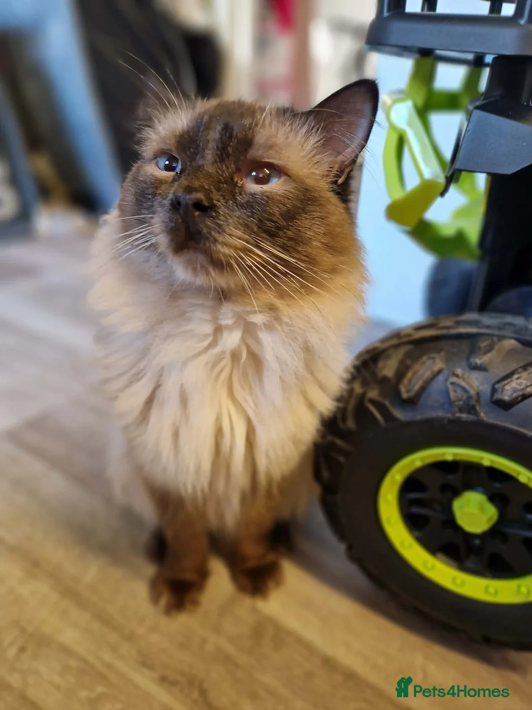 Ragdoll cats for sale: Beautiful seal point male ragdoll  - Advert 1