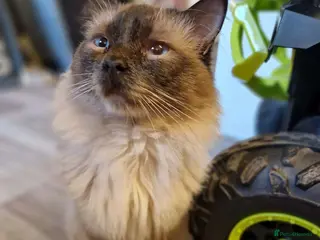 Ragdoll cats Beautiful seal point male ragdoll - Advert 2