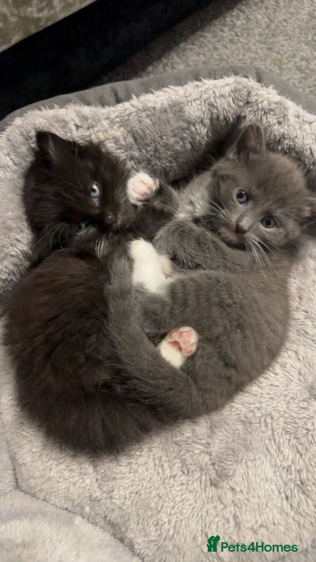 Maine Coon cats for sale: Half Mainecoon and Half British Shorthair  - Advert 2