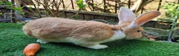 Continental Giant rabbits for sale: Super Stars  Stud Service -Beautiful PROVEN Bucks  - Advert 10