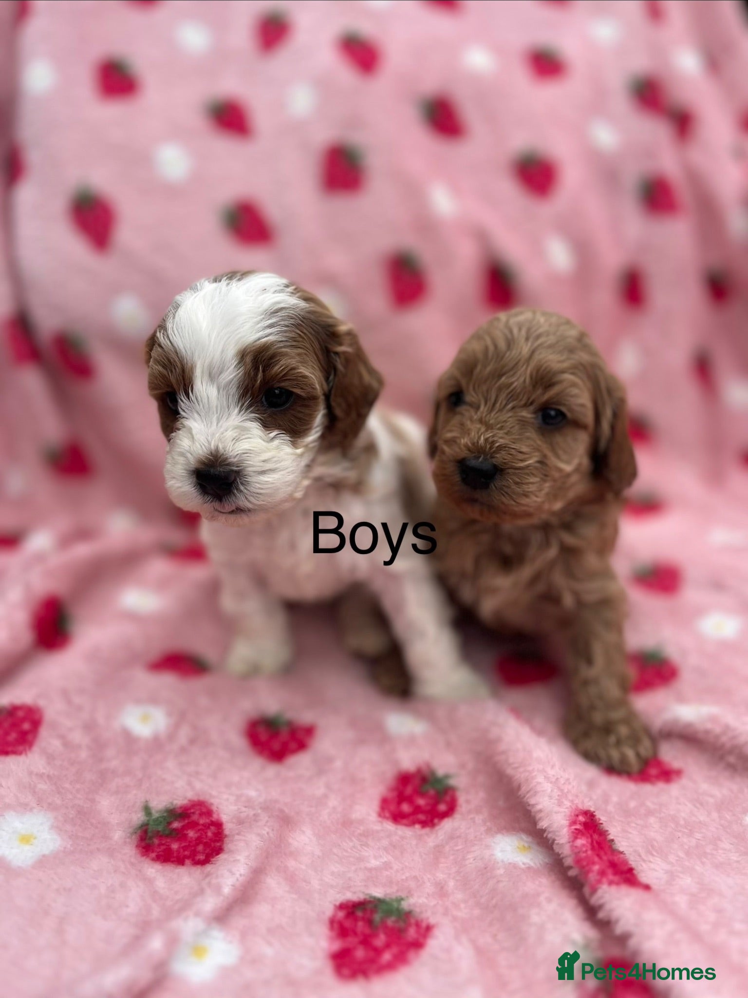 Cavapoo dogs Stunning F1B cavapoo puppies Champion bloodline  - Advert 10