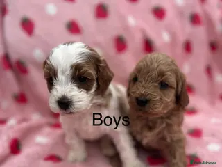 Cavapoo dogs Stunning F1B cavapoo puppies Champion bloodline - Advert 12