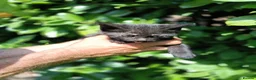 Domestic Shorthair cats for sale: Domestic shorthair ready now - Advert 5