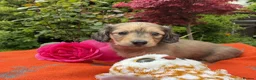 Miniature Dachshund dogs for sale: GORGEOUS KC reg PRA CLEAR MINI DACHSHUND PUPPIES - Advert 9