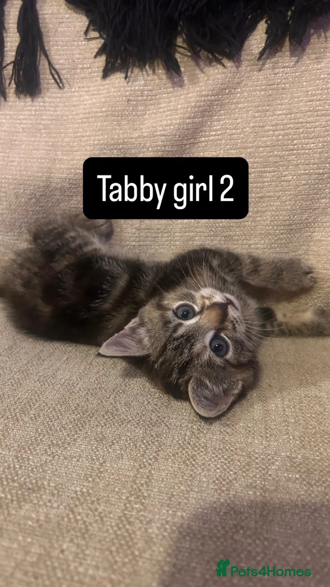 Mixed Breed cats for sale: X3 female kittens  - Advert 8