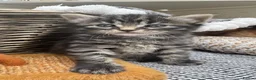 Mixed Breed cats for sale: Beautiful kittens 😻 - Advert 10