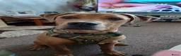Mixed Breed dogs for sale: Oscar - Advert 7