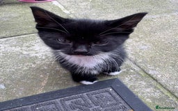 Mixed Breed cats for sale: For sale - Image 3