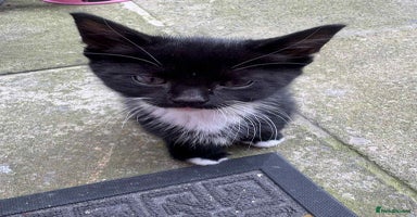 Mixed Breed cats - Advert 12