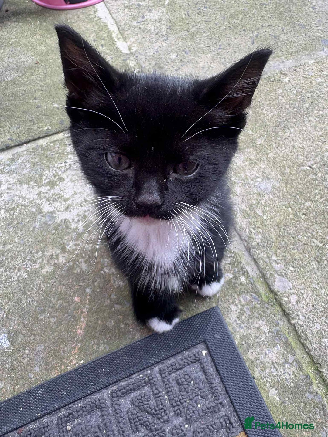 Mixed Breed cats for sale: For sale - Image 3