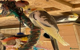 Cockatiels birds for sale: Baby Cockatiels, aviary bred - Image 10
