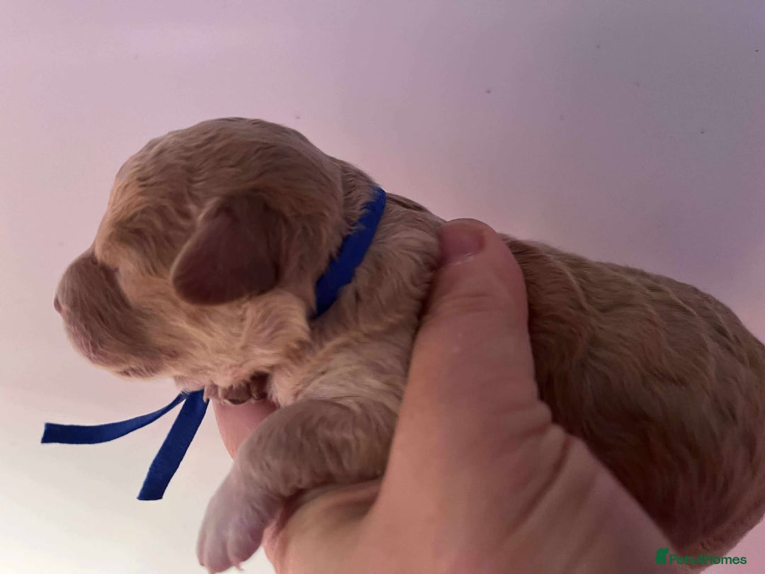 Cavapoo dogs for sale: 5⭐️Licensed+DNA tested+Vet Checked - Image 5