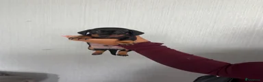 Black and Tan 
