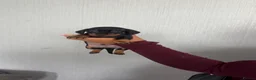 Miniature Dachshund dogs for sale: Miniature dachshunds  - Advert 7