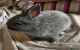 Mini Lop rabbits for sale: Mini lop and dwarf  - Image 5