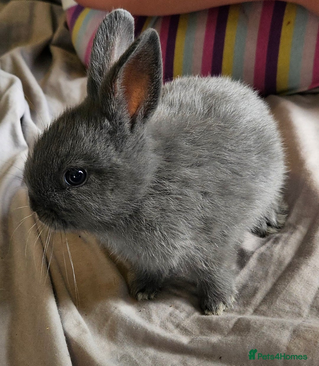 Mini Lop rabbits for sale: Mini lop and dwarf  - Image 5
