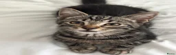 Domestic Shorthair cats for sale: 14 Week Male Kitten - Advert 3