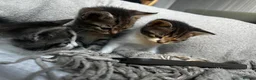Mixed Breed cats for sale: 💕Beautiful kittens looking for loving homes💕 - Advert 7