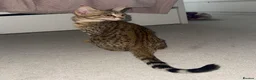 Savannah cats for sale: F6 Savannah kitten - Advert 9