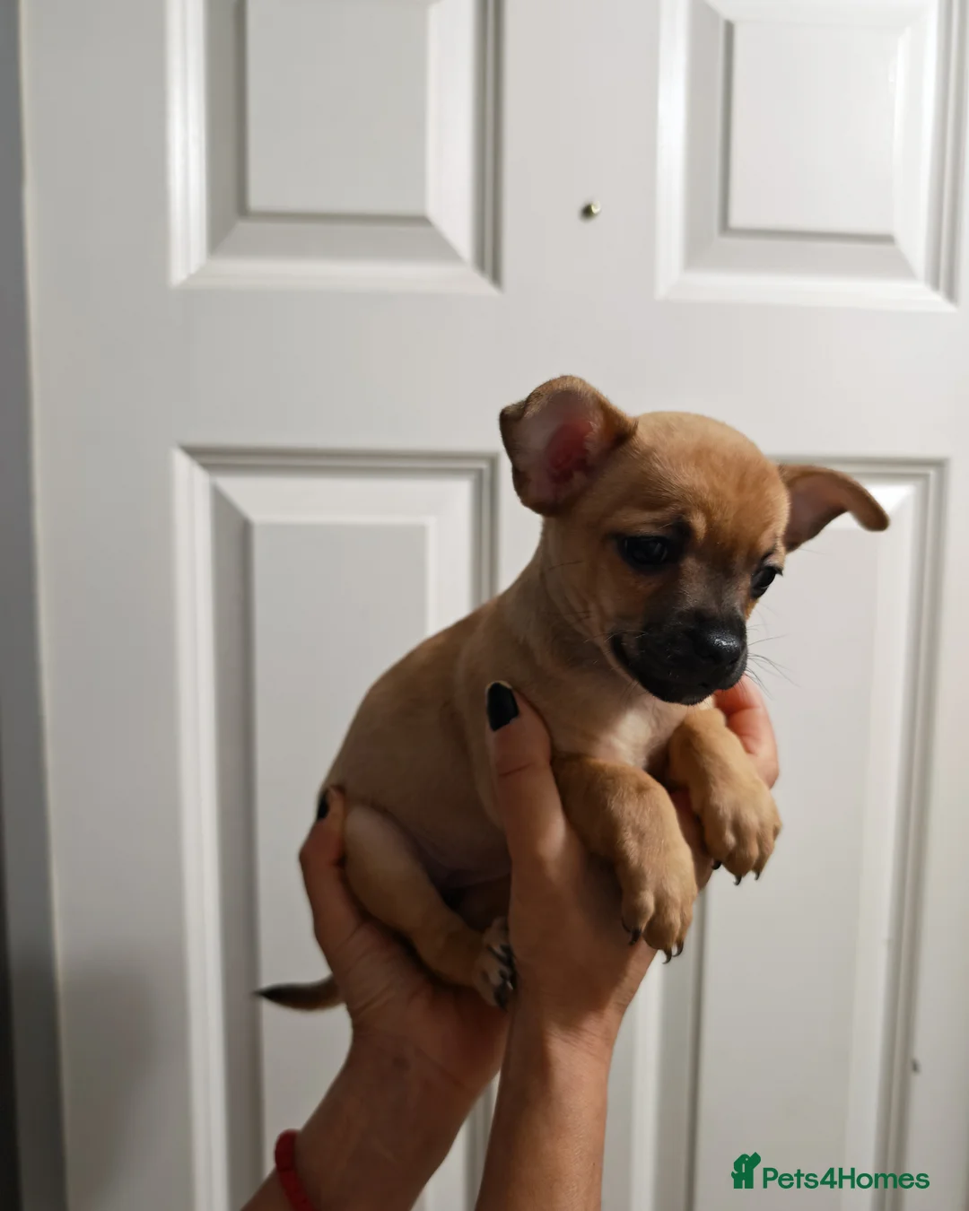 Chihuahua dogs for sale: Chihuahua puppys - Advert 21