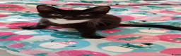 British Shorthair cats for sale: Beautiful kittens ready for loving homes. in London - Advert 18