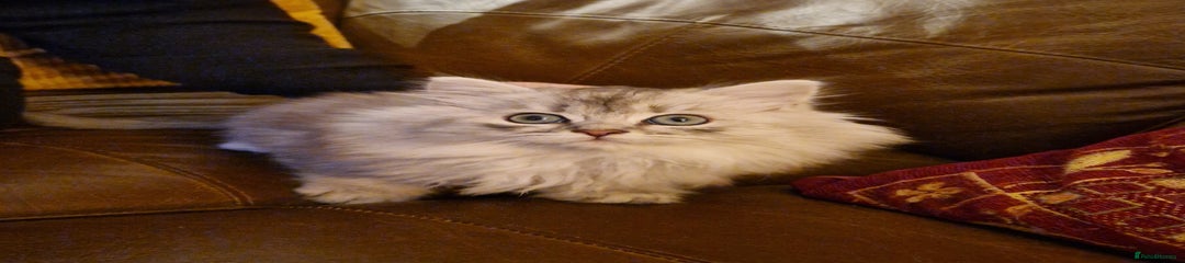 British Longhair Kitten 2