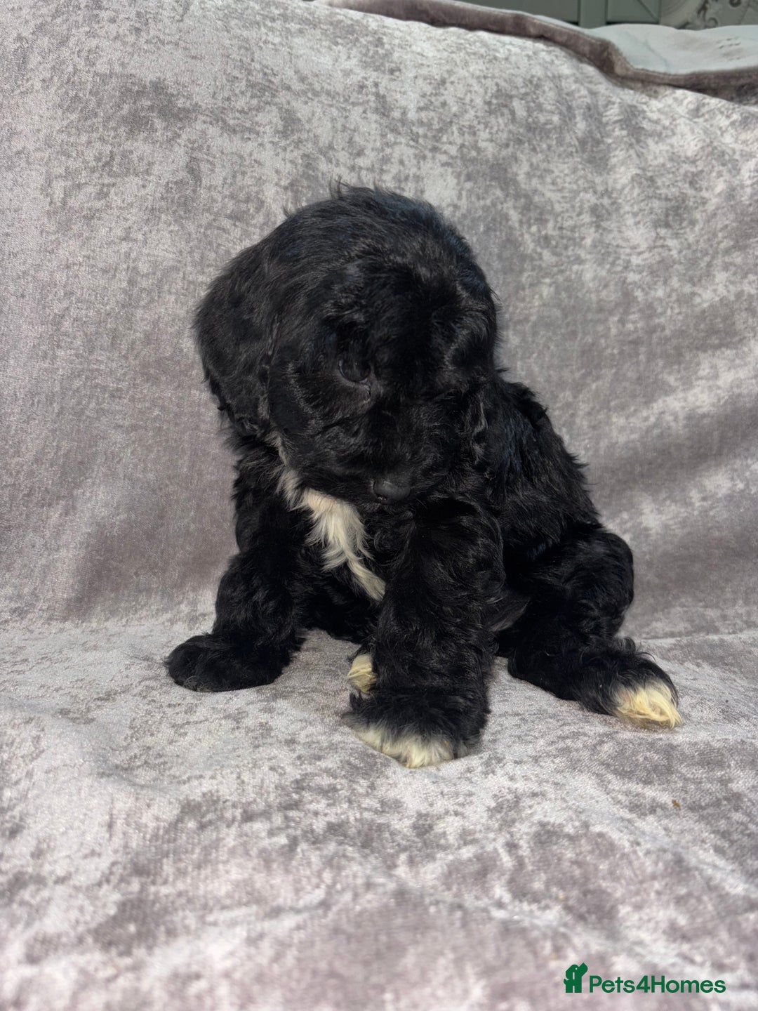 Cockapoo dogs for sale: Gorgeous Cockapoo Puppies  - Advert 26