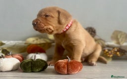 Labrador Retriever dogs for sale: Yellow Labrador Puppies - Image 7