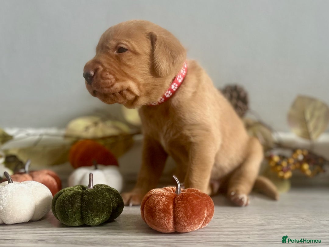 Labrador Retriever dogs for sale: Yellow Labrador Puppies - Image 7