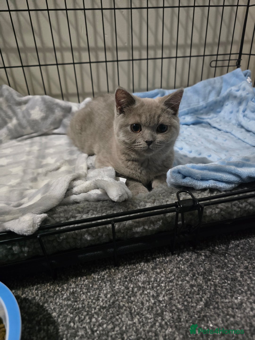 British Shorthair cats for sale: British short haired  - Image 2