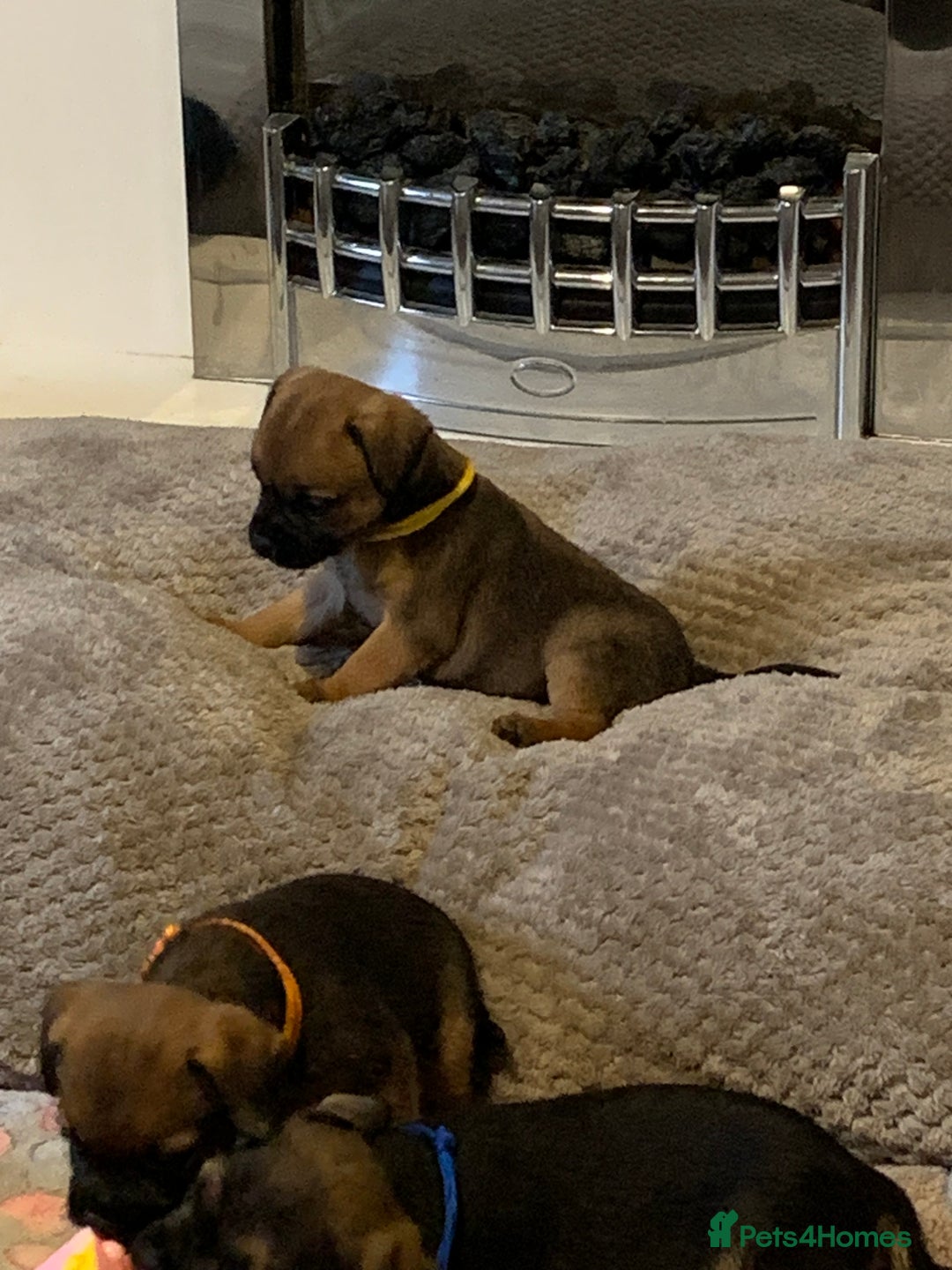 Border Terrier dogs for sale: Healthy Companions KC registered  - Advert 29