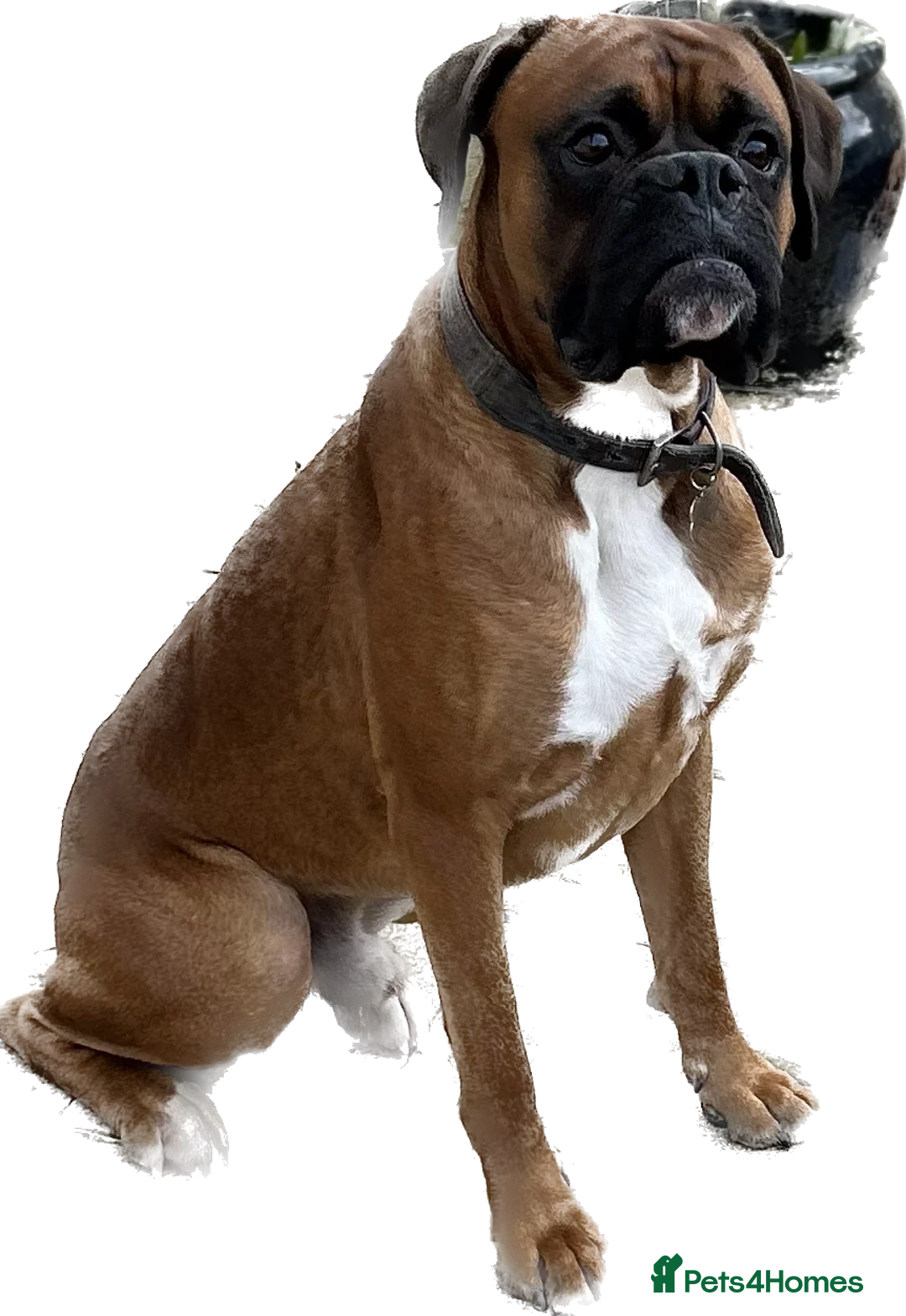 Boxer dogs for stud: Proven Handsome KC reg boxer-Heart score 0 in Tredegar - Advert 5