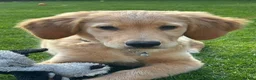 Golden Retriever dogs for sale: 10-Month-Old KC Registered Golden Retriever  - Advert 18