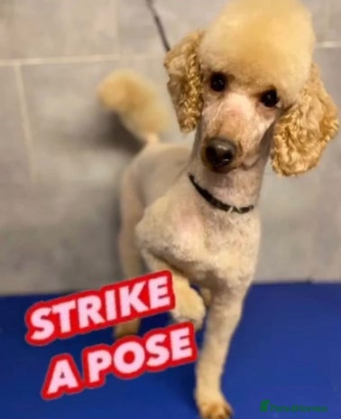 Poodle dogs Red K.C Reg Miniature Poodle 4 Stud HEALTH TESTED in Chesterfield - Advert 1
