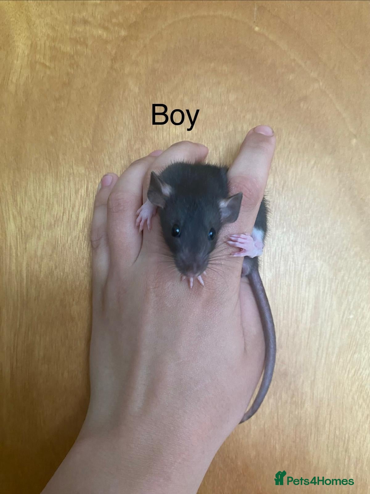 Rat rodents for sale: Mixed sexed baby rats in Chelmsford - Advert 22