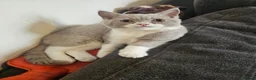 British Shorthair cats for sale: Siblings - Advert 5