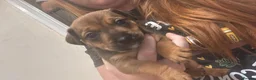 Mixed Breed dogs for sale: Jack Russell Cross French bulldog puppies for sale in Deal - Advert 3