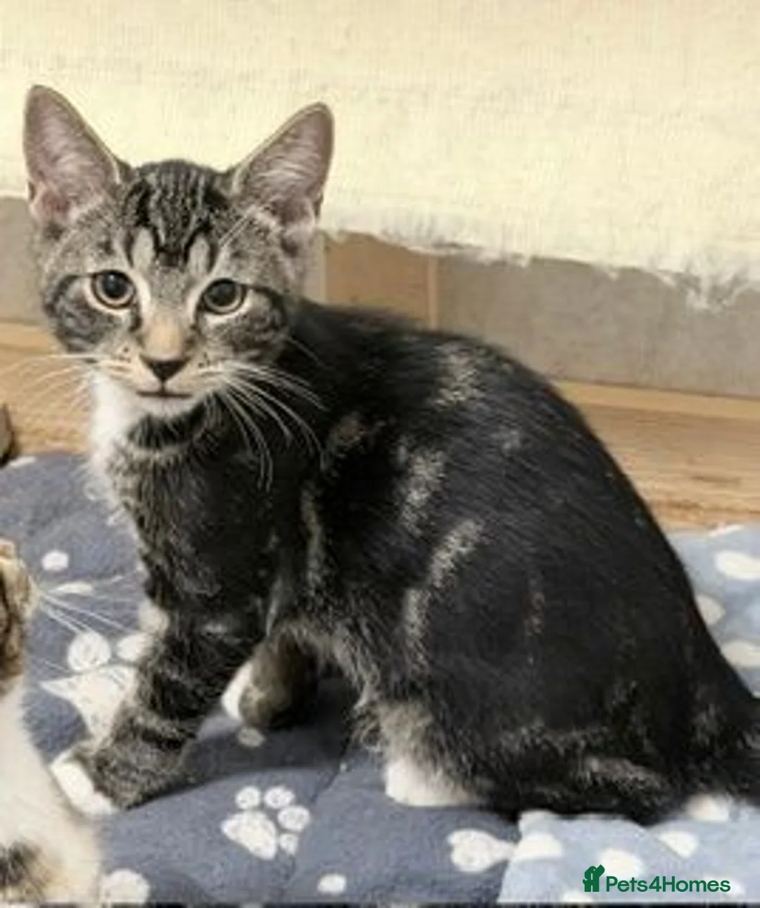 Mixed Breed cats for sale: four gorgeous kittens available to go now  - Advert 9