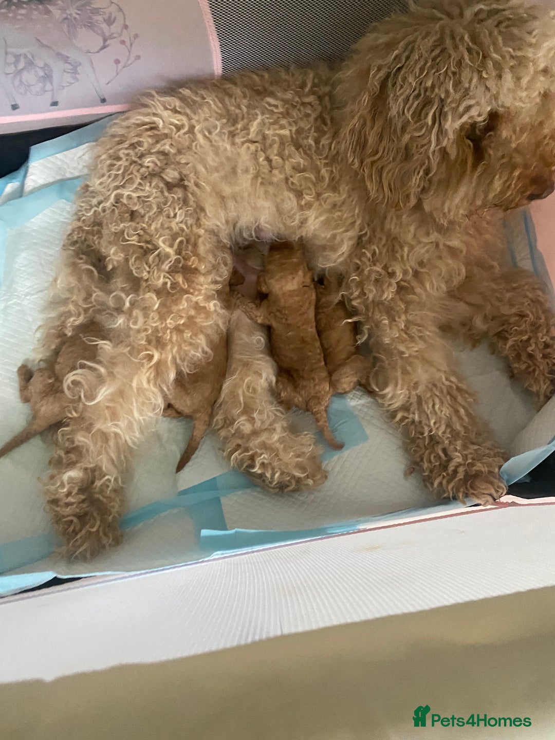 Goldendoodle dogs for sale: F1Goldendoodel puppies now ready for new home  - Advert 23
