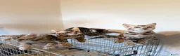 Bengal cats for sale: TICA, GCCF Champion Bloodline Bengal Kittens in London - Advert 7