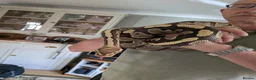 Python Snake reptiles for sale: Royal Python with full Viv set up - Advert 7
