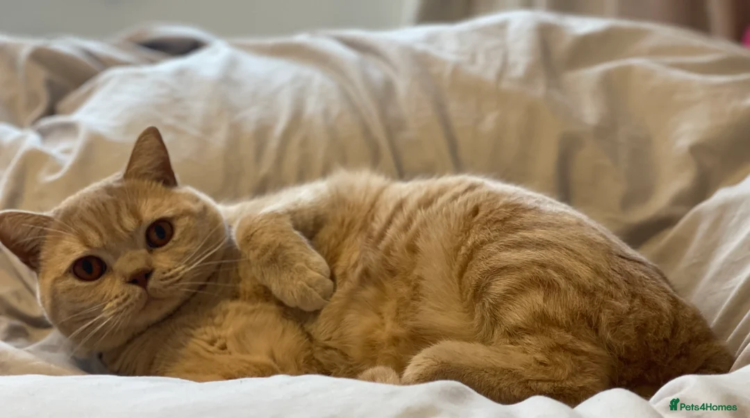 British Shorthair cats for sale: Ollie BSH 4 years old (£600) - Advert 7