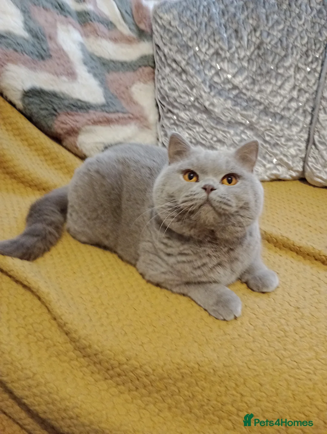 British Shorthair cats for stud: Gccf Studs Blues Lilac, Blue Bi, Cream bi Bi in Manchester - Advert 21