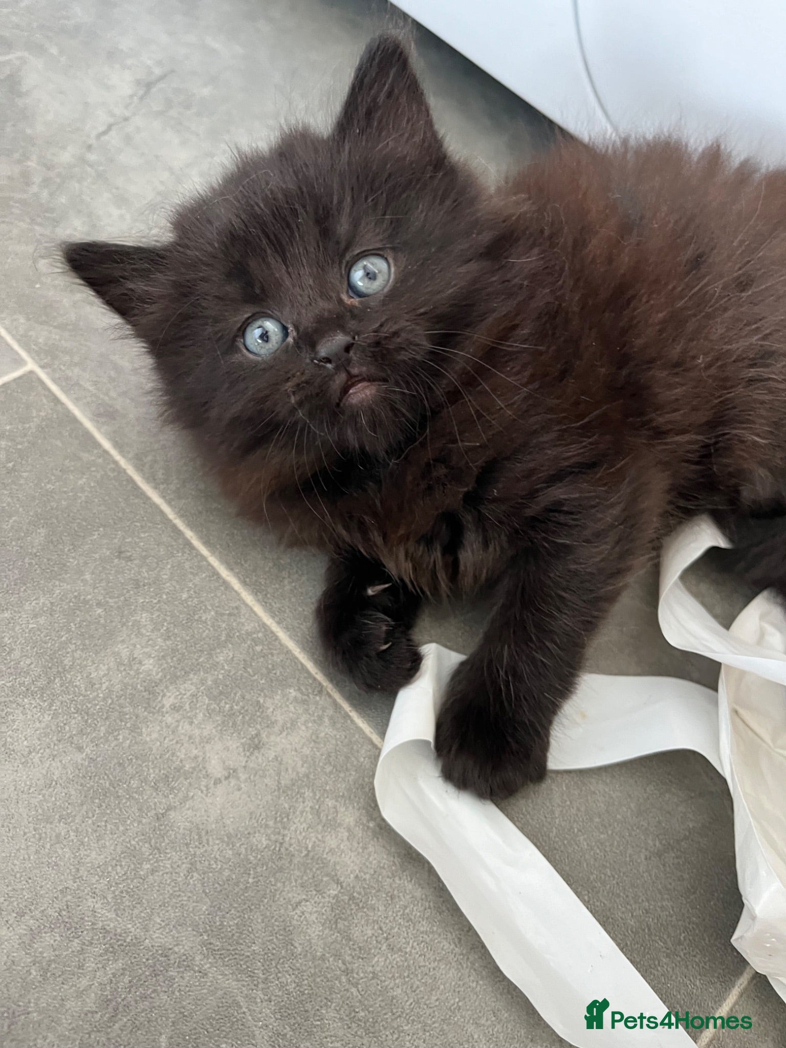 Mixed Breed cats Fluffy girl kitten  - Advert 1